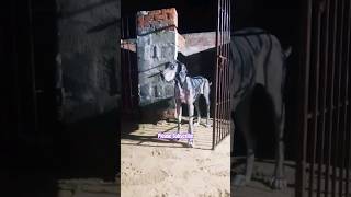 great dane going for evening walk  bulldog  pitbull  dane  trending shorts [upl. by Rickie]