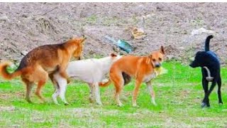 Golden Retriever pappys at my home l Mr John [upl. by Ahsinut220]