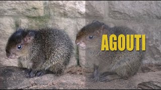 Interesting Facts About Agouti [upl. by Anyat651]