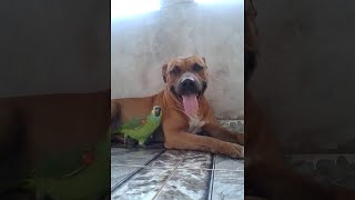 A Dog and Parrot Play  ViralHog [upl. by Roley]