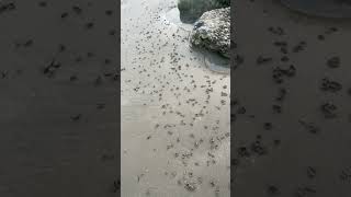 Millions of Lugworm piles at Climping beach UK [upl. by Ailehc711]