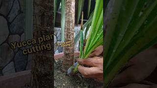 Easy tips to grow Yucca plant from cutting yucca shorts [upl. by Eillat]