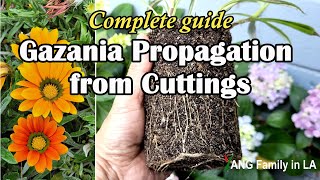 Complete Guide to Propagating Gazania African DaisyTreasure Flower from Cuttings 勋章菊扦插繁殖 [upl. by Jess]