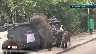 Des sangliers sauvages géants créent la panique en fouillant des poubelles à Hong kong [upl. by Ulrika]