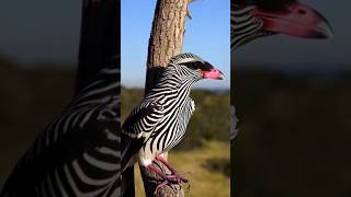 Zebra bird birds nature birdwatching birdsounds bird [upl. by Annaik115]