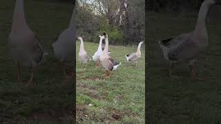 Ornery Geese Encroaching [upl. by Peter]