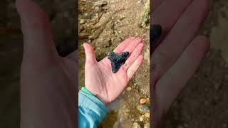 One of my Best days Fossil Hunting in Charleston  SC 💓😁 fossils Giants shark marsh find [upl. by Uta941]