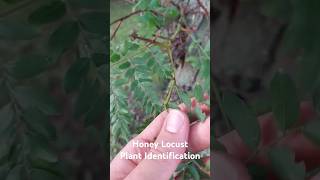 Honey Locust Plant Identification  Medicinal Plants 🕊 herbalism foraging [upl. by Jovitta]