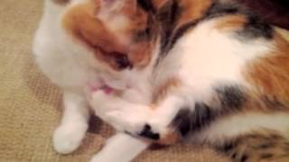 Cat Hannah grooming 8 minutes ASMR [upl. by Sucrad]