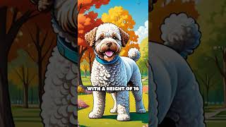 The Comedic Lagotto Romagnolo [upl. by Anselmi]