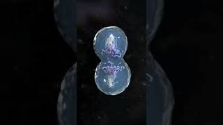 Mitosis biologylifescienceyoutubeshorts [upl. by Gnoix]