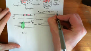 Skeletal Muscle Contraction Part 1 [upl. by Silberman48]