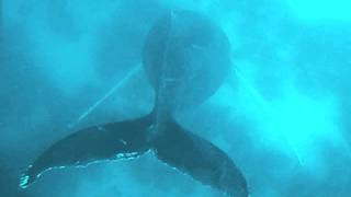 Whale Song 2192016 This is the song the Bull Humpback Whales sing every year [upl. by Eisso]