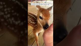 A policeman saw a baby deer lying on the street then deer babydeer short [upl. by Boutis]