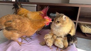 so funny and cute😂Kittens take chickens home from the outdoors to sleep Funny rooster and hen [upl. by Edmea715]