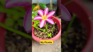 My Picotte Rainlily garden flowers ytshorts plants shortvideo yt shorts [upl. by Aikemot136]