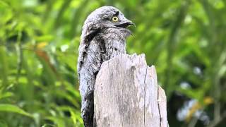 Pájaro Fantasma o Urutau Común Cantando Sonido para Llamar El Mejor [upl. by Madian972]