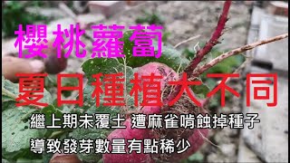 櫻桃蘿蔔種植03夏日種植大不同 除了須預防烈日造成裂果 還得防患連日豪雨造成爛果 實作調整方式 可供喜歡種植根莖類的參考看看 [upl. by Ravaj]