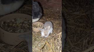 Małe króliczki buszują rabbit bunny lapin kaninchen pets conejos 兔子 うさぎ [upl. by Stralka]