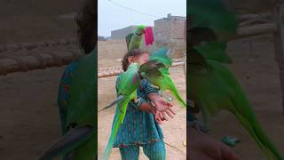 Cute baby parrot Eliza held three parrots on her hands today [upl. by Nosyd]