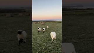 Watch My Valais Blacknose Sheep Run sheep valaisblacknosesheep [upl. by Eicak356]