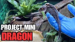 33 CROCODILE SKINKS Eggs Babies Adults and More PROJECT MINI DRAGON TOUR 2024 [upl. by Stelu]