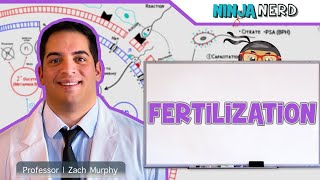 fertilization process in humanfertilization kasa hoti ha viralvideo fertilization [upl. by Einnaej]