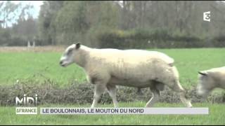 ANIMAUX  le boulonnais le mouton du nord [upl. by Karolyn889]