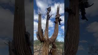 SAGUARO SKELETON in Sahuarita AZ 🌵💀🌞 sonorandesert cactus saguaro [upl. by Lennard]