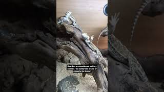 Why Do They Do This To Bearded Dragons [upl. by Ashok967]