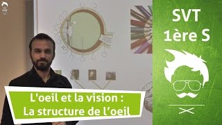 SVT  Loeil et la vision  La structure de loeil [upl. by Ailime]