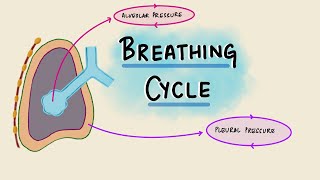 Breathing Cycle Physiology  Pressure amp Volume Changes During Respiration  Respiratory Physiology [upl. by Arbmahs756]