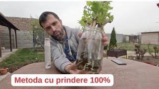 Înrădăcinarea unei vițe prin butași în apă  Rata de prindere 100 [upl. by Helve]