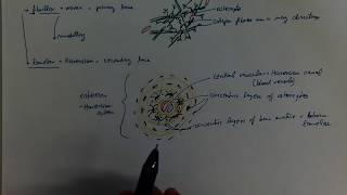 0602Fibrillar and lamellar bone [upl. by Anail]