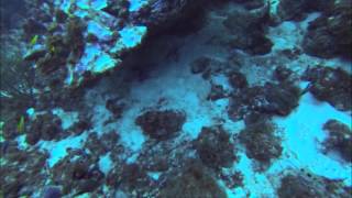 Lionfish hunting in Aruba [upl. by Ellezaj]