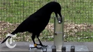 How Smart Are Crows  ScienceTake  The New York Times [upl. by Meagher]