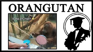 The Pointing Orangutan Is Funny [upl. by Auohc717]