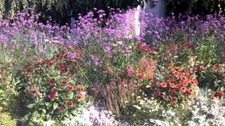 Verbena bonariensis [upl. by Eddie]