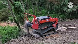 raytree drum mulcher testing on large trees [upl. by Warrick]