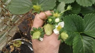 Growing Winter Strawberries in Hydroponics Part 3 [upl. by Eatnuahs]