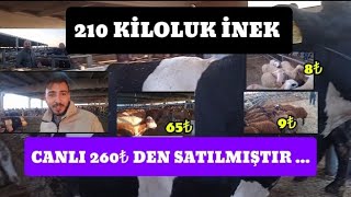 DÜVELER ÜST ÜSTE 65₺  ÇUBUK CANLI HAYVAN PAZARI BÖLÜM 4 Küçükbaş ve Büyükbaş 03102024 [upl. by Afira]