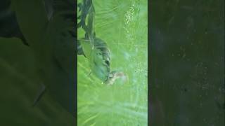 Feeding Arapaima  live feeding Arapaima  Arapaima eats big fish arapaimafish arapaima fish [upl. by Schreiber917]