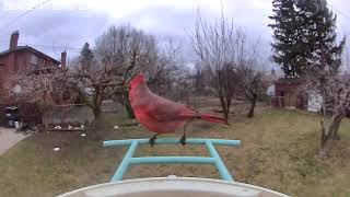 Stunning Male Cardinal Visits the Bird Feeder [upl. by Atnuhs]