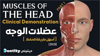 تشريح عضلات الرأس  Muscles of The Head amp Neck  Part 1 [upl. by Naiva]