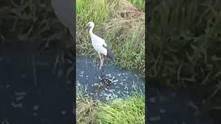 Lesser Adjutant bird  short  Vedio🦩🦩🦩🦩🦩🦩🦩🦩🦩🦩 [upl. by Wanyen]