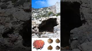 NEANDERTALES EN ESPAÑA  LA CUEVA DE LOS AVIONES  CARTAGENA  MURCIA [upl. by Duster658]