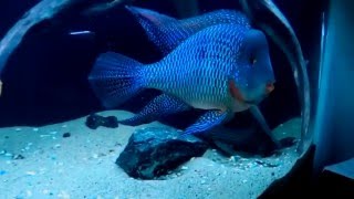 Pearlscale Eartheater Cichlid  Jan 2016 [upl. by Aimee618]