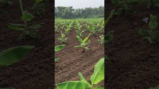 banana farm farming bananafarming agriculture [upl. by Eislrahc45]