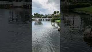 Sheraton Vistana Villages Waterfalls on the grounds shorts orlando travel resort [upl. by Duthie]