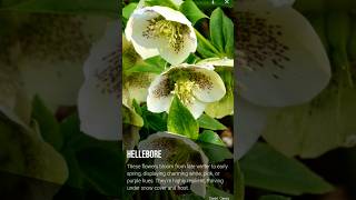 FlowersSnowdrops winter aconite hellebore [upl. by Etteniuqna]